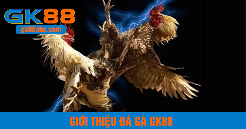 Đá gà GK88 - sảnh cược thủ hút đông đảo kê thủ