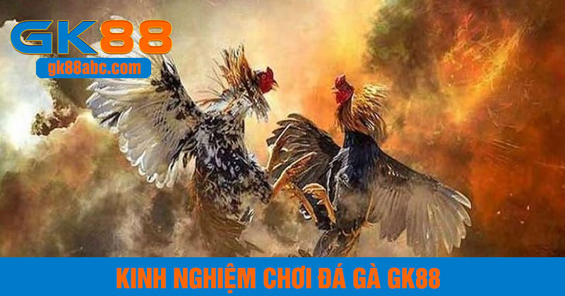 Bí quyết giành chiến thắng đá gà GK88